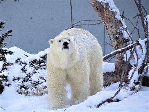 動物園始め