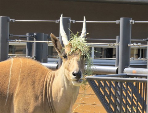 オシャレ