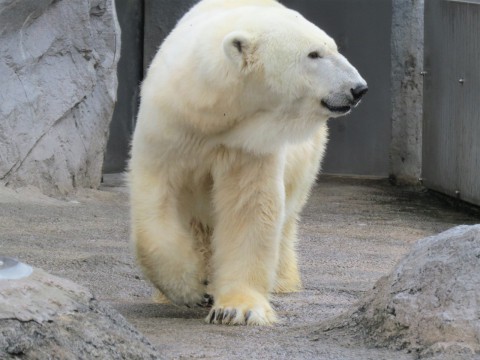 サツキ・ルル
