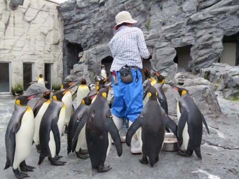 ペンギンたち