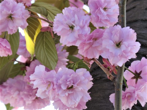 春の花から初夏の花へ