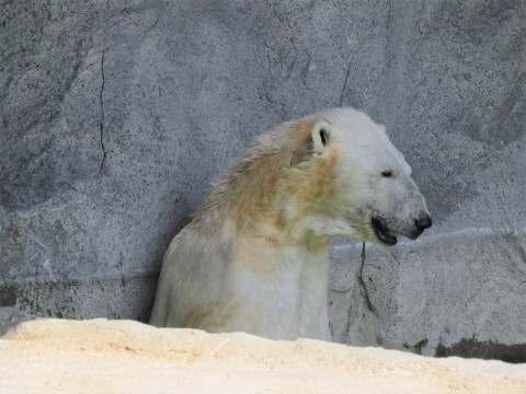 サツキ・ルル