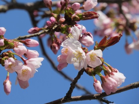 桜咲く