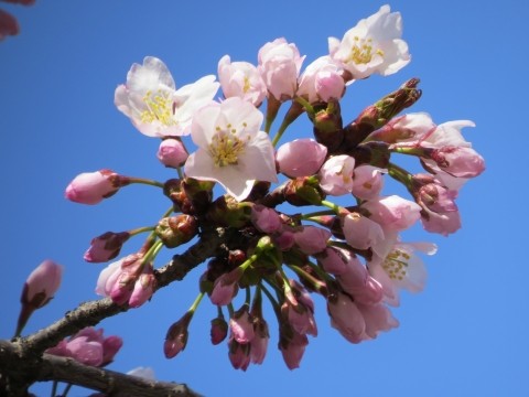 春が戻る