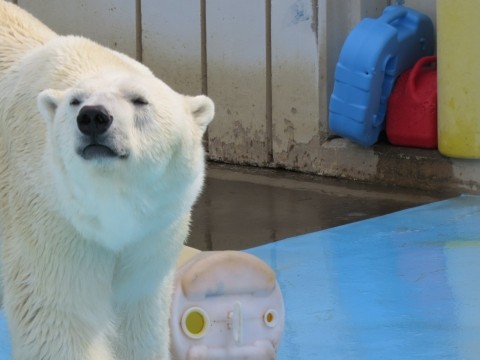 キロル