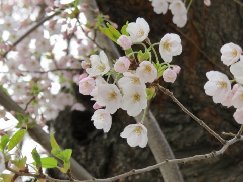 ひんやり