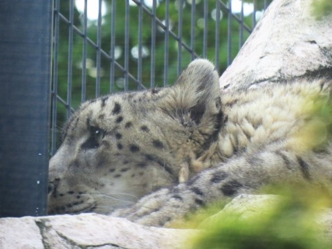 ユキヒョウたち