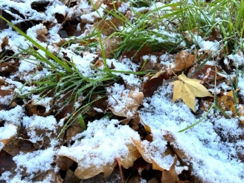 初雪