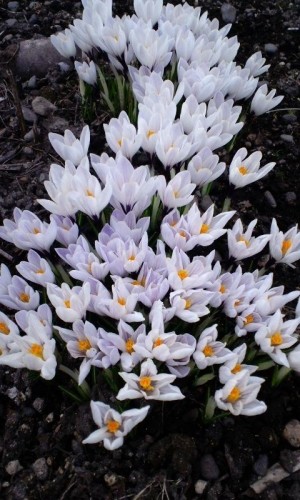 は~る~Ψ(`∀´)Ψ