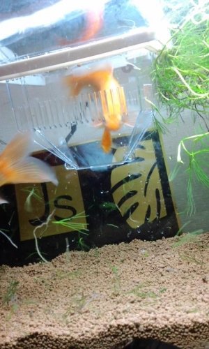 キャー【4】