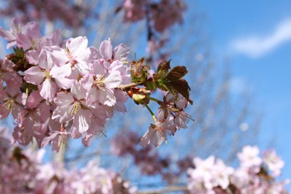 5/11のグリーンパーク