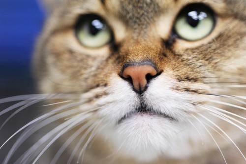 ワンとニャンの撮影