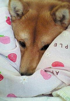 姉ちゃん まだかなぁ~