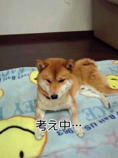 迷ってるんです~