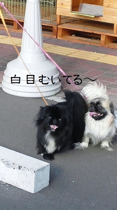 自宅トリミング!