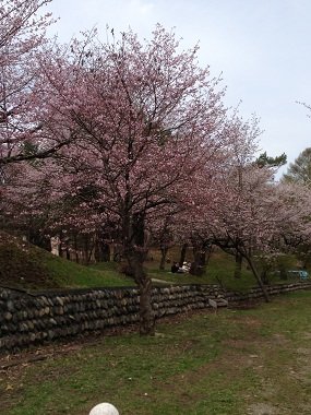 桜満開でした！