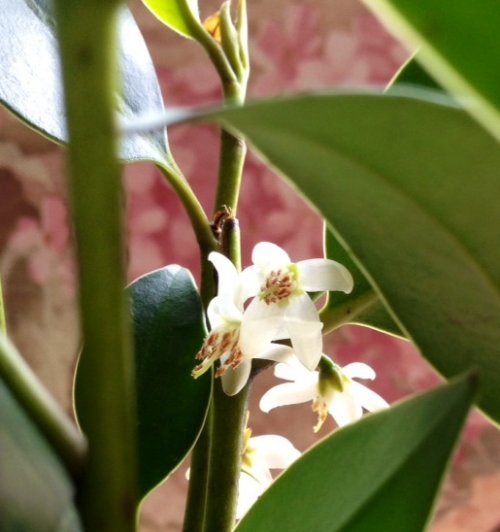 神棚の榊のお花が咲きました～