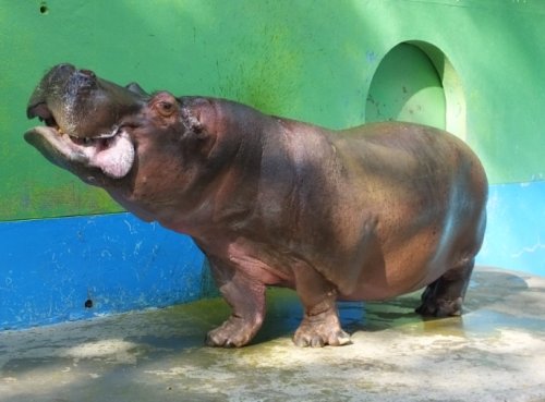 今日も歩く松山家 by帯広動物園