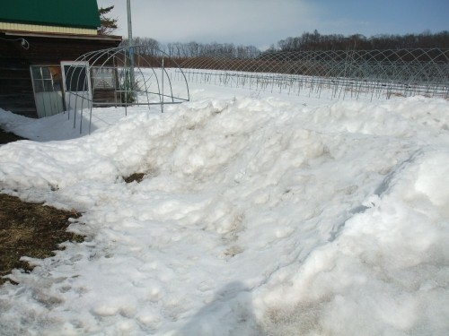 今年の野菜計画（♪ルンルン♪）・・・畑はまだ雪なのに・・・