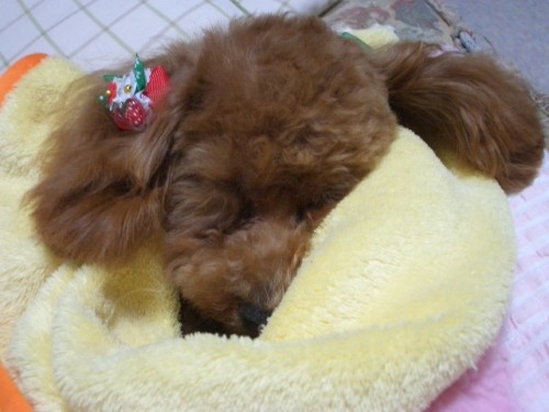 トリミングは疲れちゃうわ～