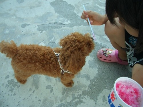 お願いでちゅ～ひとなめさせてくだちゃい!!