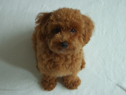 行ってくるでちよ～