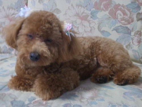 頑張ったでちよ～