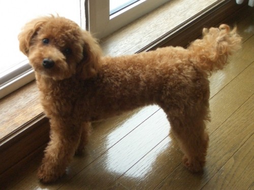 スマートになったでちよ～