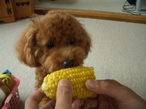 こんなおいちぃ～ものが・・