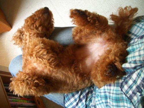 モコのひらきでちよ～お魚の干物みたいでちね