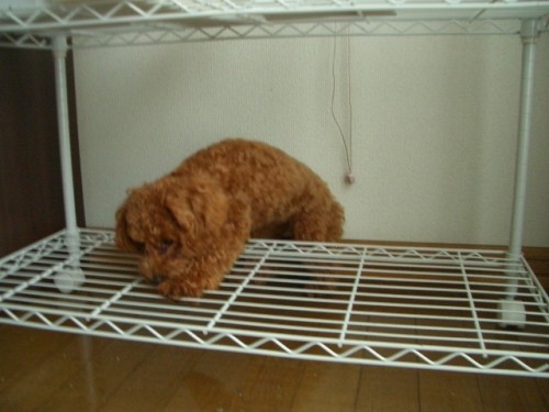 母～!!助けてくだちゃ～い