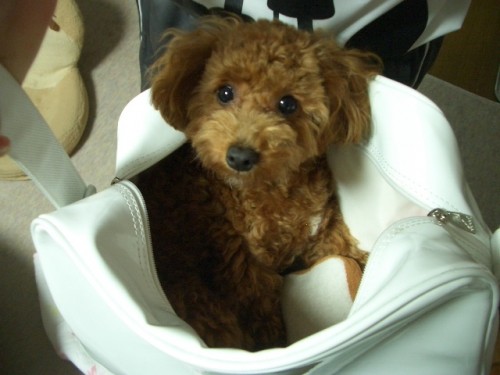 楽チンでちね～