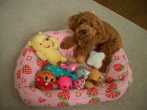 モコのおもちゃでちよ～