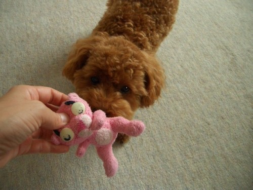 お気に入りでちよ～