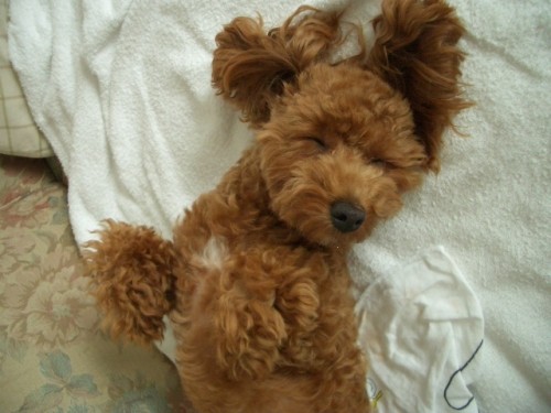 うらめしゃ～でちね