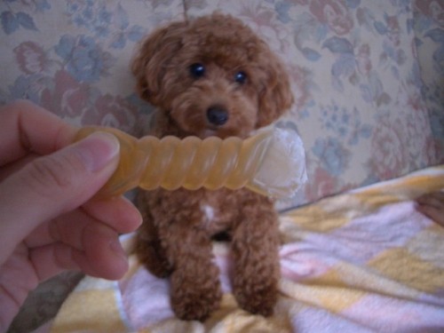 待て♪が出来るようになったでちよ～