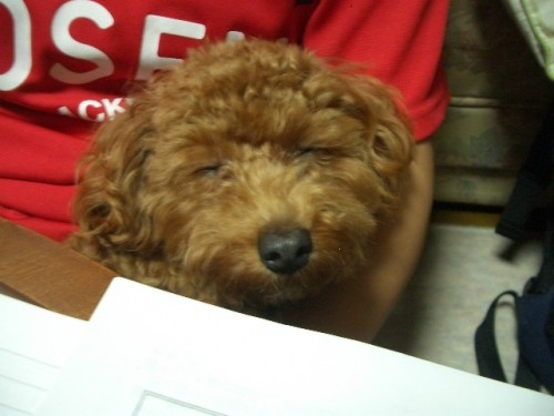 お勉強のお伴は眠たいでちね