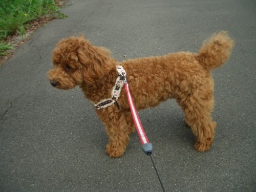 シッポもシャキィ～ン!!