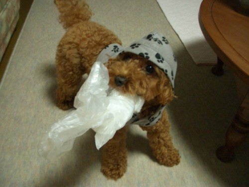 ナイロン袋を泥棒～したでちね