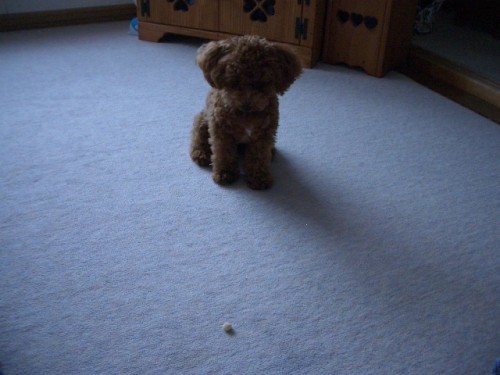 だいぶ待てるようになったでちよ～