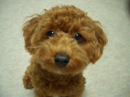 モジャ子のモコでちよ～