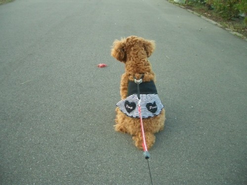 秋♪見つけたでちよ～