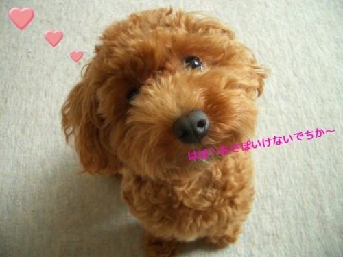 お散歩いけないですね