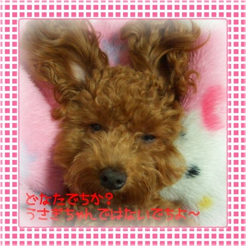 うさぎちゃんじゃないでちよ～