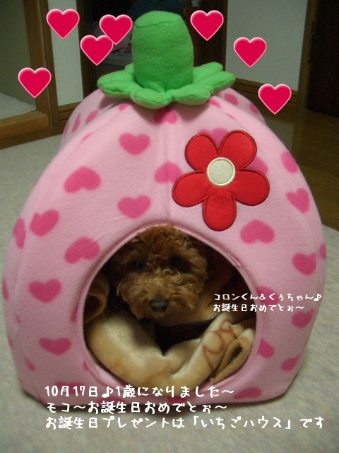 モコ～♪お誕生日おめでとぉ～