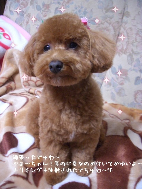 ちっちやくなっちゃいました