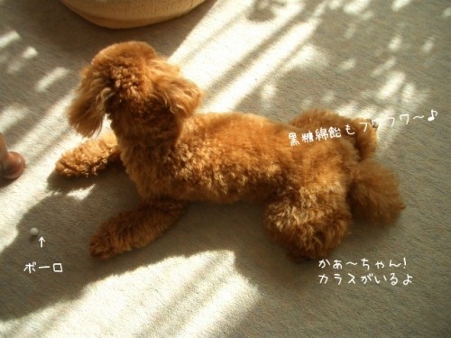 大事なボーロです