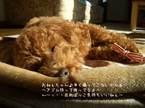 早く帰ってこないかなァ～