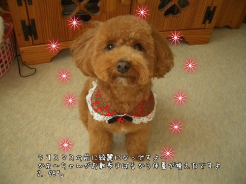 ちょっびりクリスマスモード