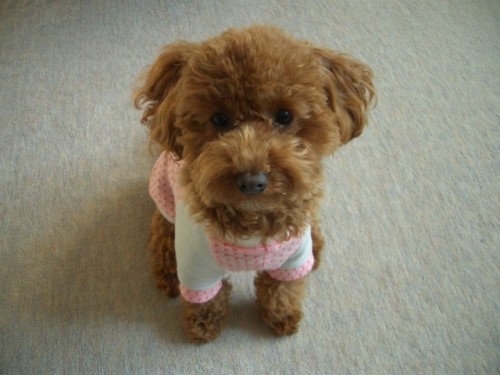 今頃～今年もよろしくね～